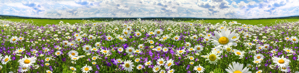 spring landscape panorama with flowering flowers on meadow