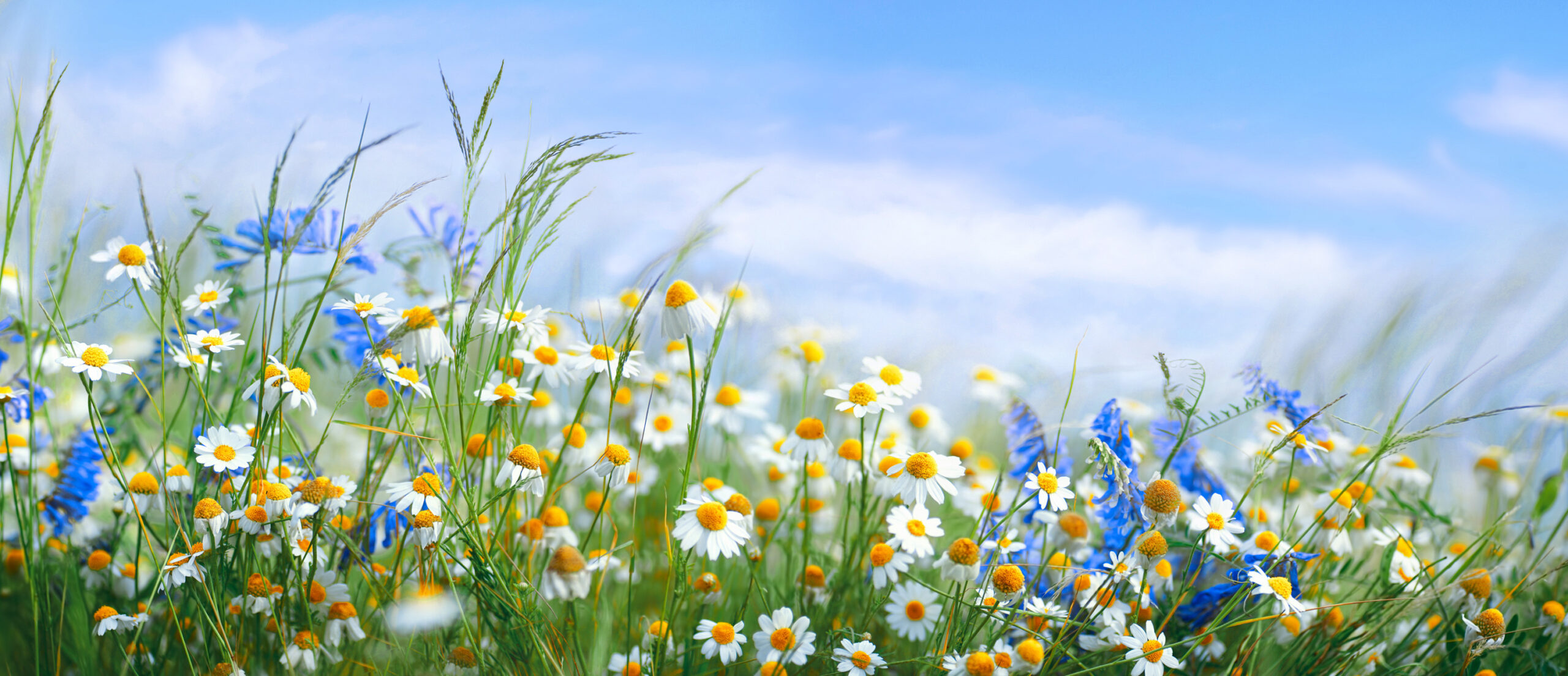 Beautiful field meadow flowers chamomile, blue wild peas in morn spring landscape panorama with flowering flowers on meadow