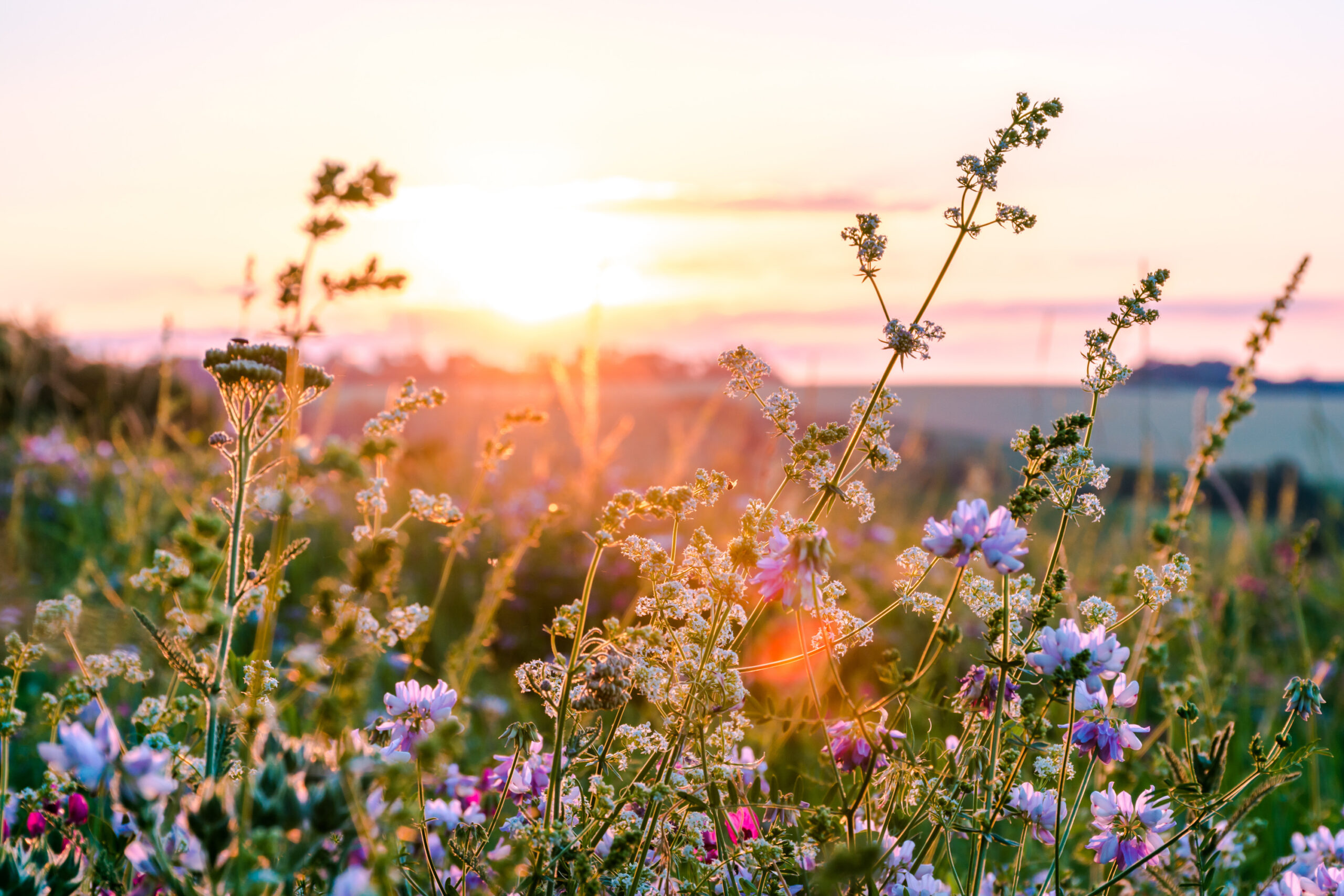 Beautiful wildflowers on a green meadow. Warm summer evening South Downs Natural Burial Ground