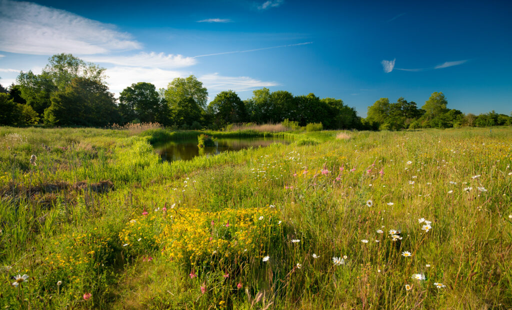 Surrey Green Burials at Clandon Wood