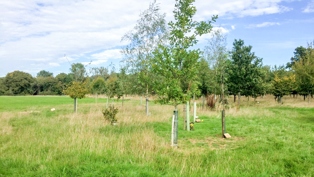 Natural Woodlands Burial Shamley Green Surrey