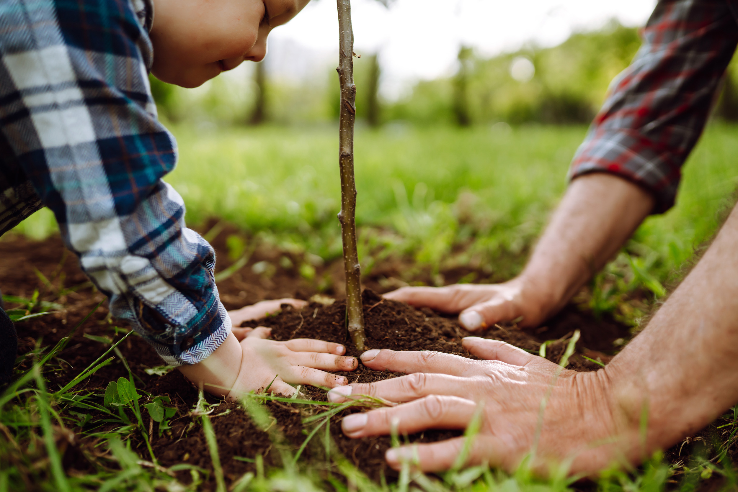 Tree Planting Natural woodlands burial Shamley Green Surrey Tree Planting Natural Woodlands Burial Shamley Green Surrey