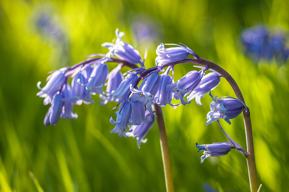 Bluebell Woodland Burial Plan