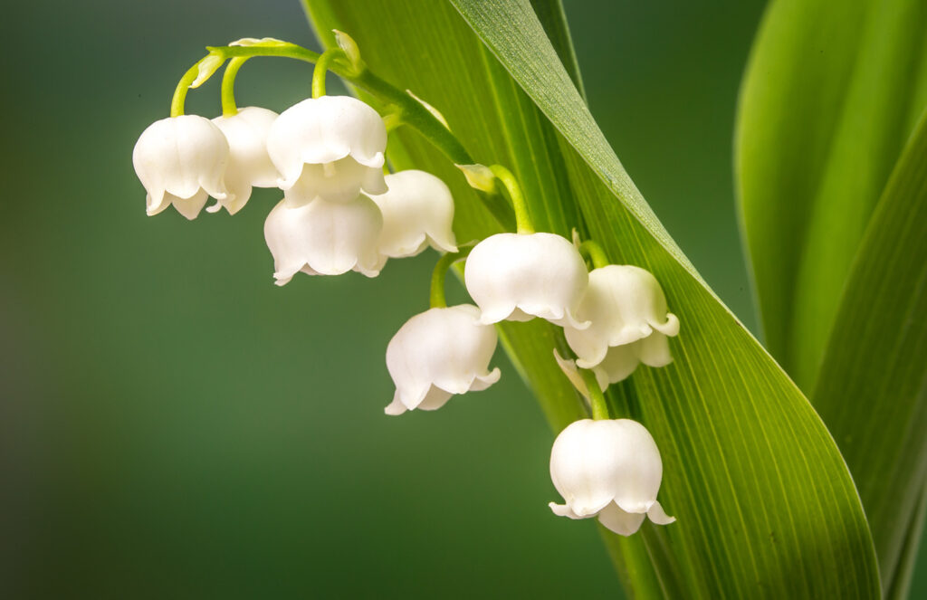 Lily of the Valley Direct Cremation