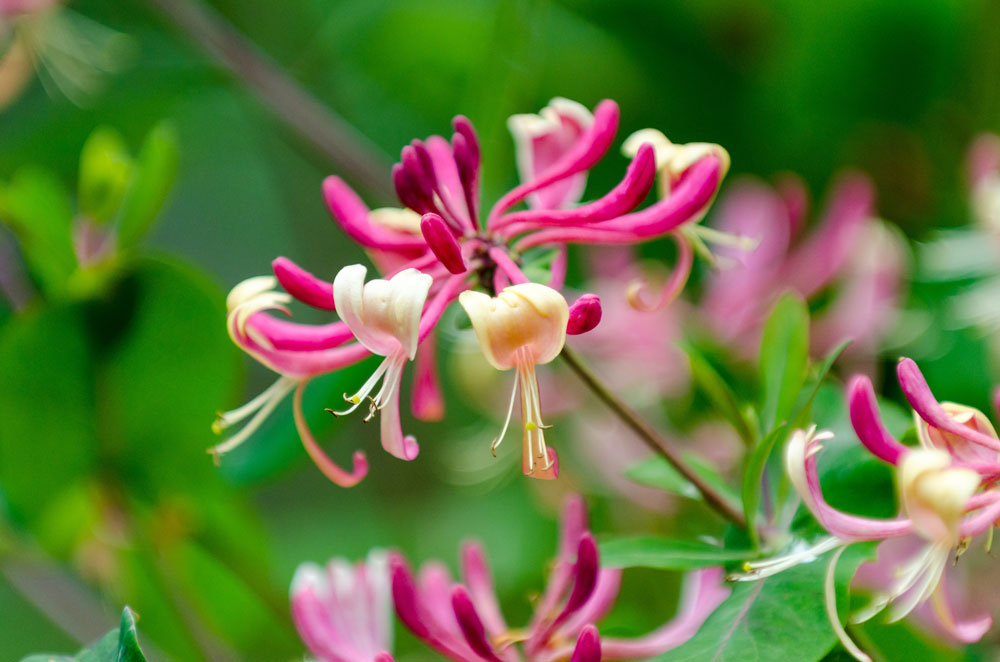 Honeysuckle Funeral Plan - Attended Cremation