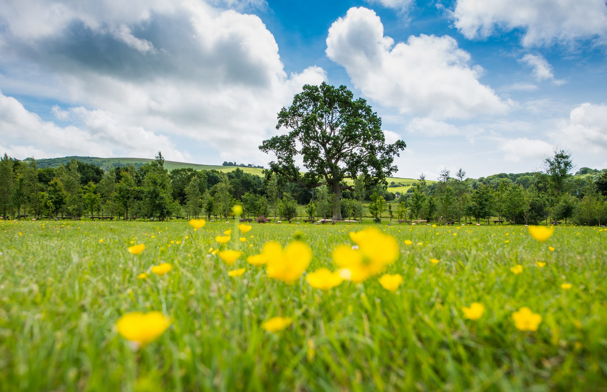 Clayton Wood Natural Burial Ground Clayton Wood Natural Burial Ground