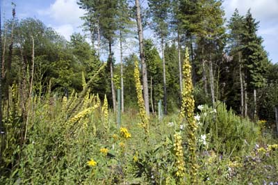 South Downs Natural Burial Ground