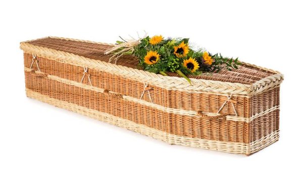 English Willow Traditional