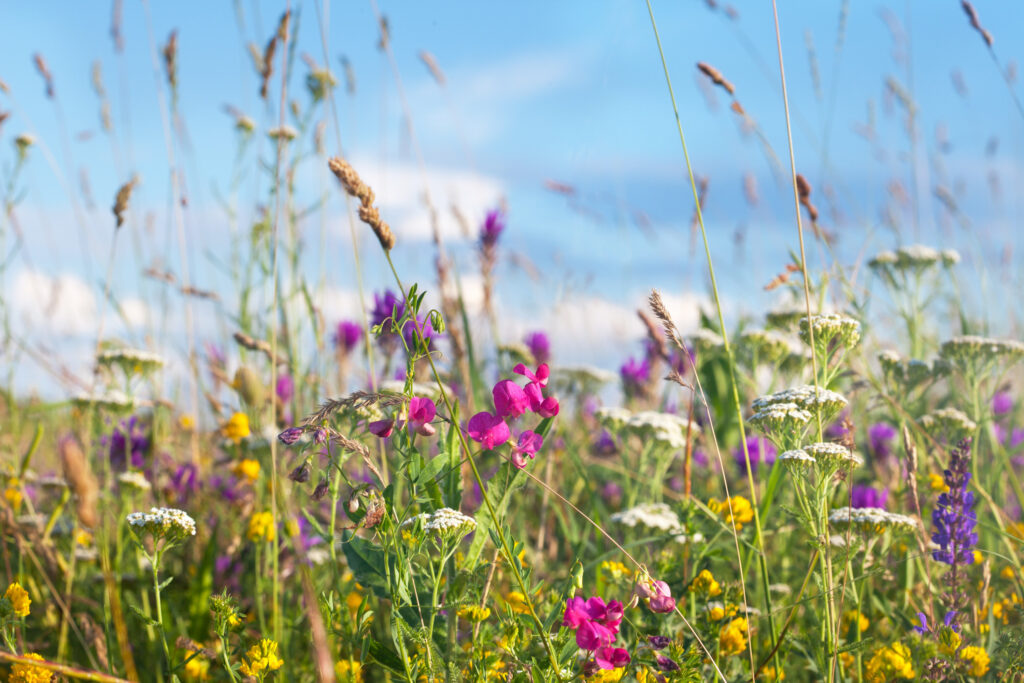 Wild flowers meadow with sky in background