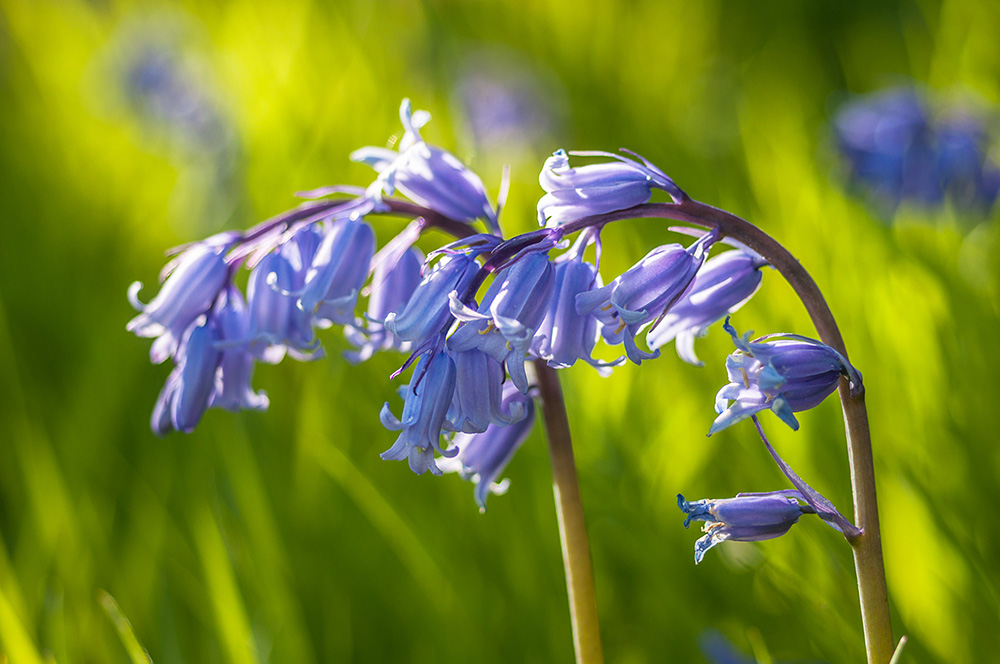 bluebell-woodland-burial-plan